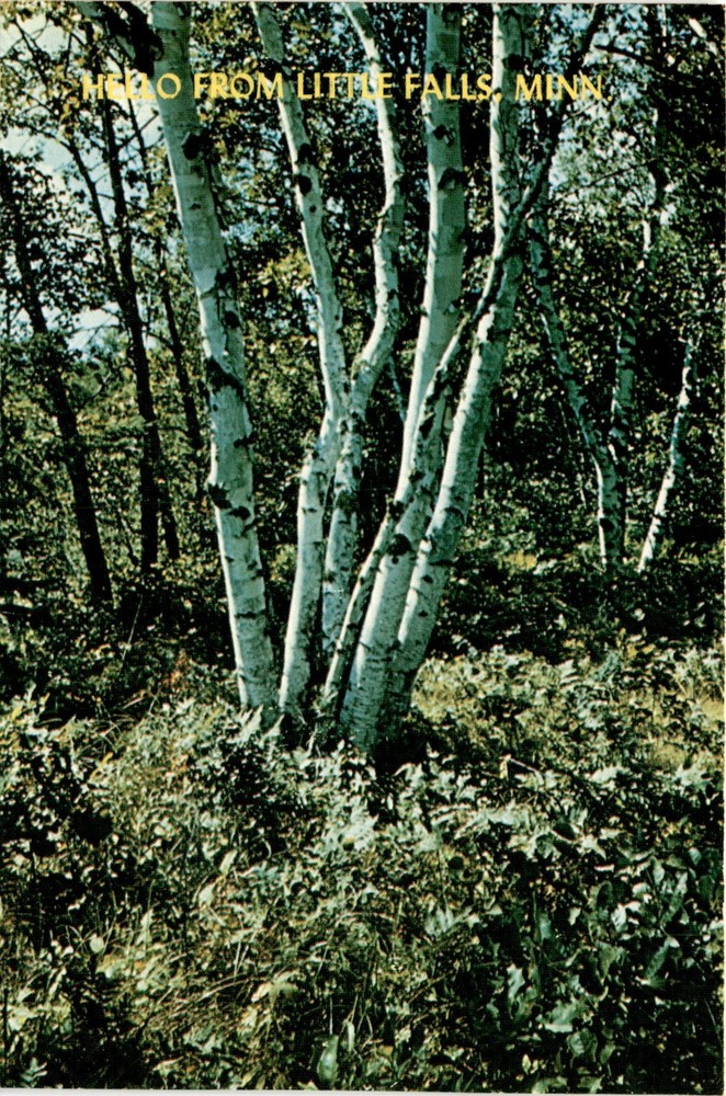 Little Falls, Minnesota, Birch Clumps, White Birch trees, Minnesota, Postcard