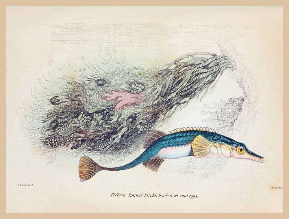 8624.Decoration Poster.Home Room wall art design.Fishing.Stickleback fish decor