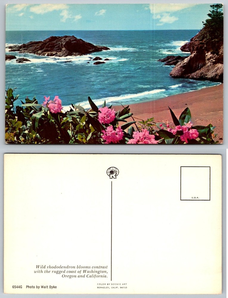 Rugged Pacific Coast Rhododendron Blooms Washington Oregon California Postcard