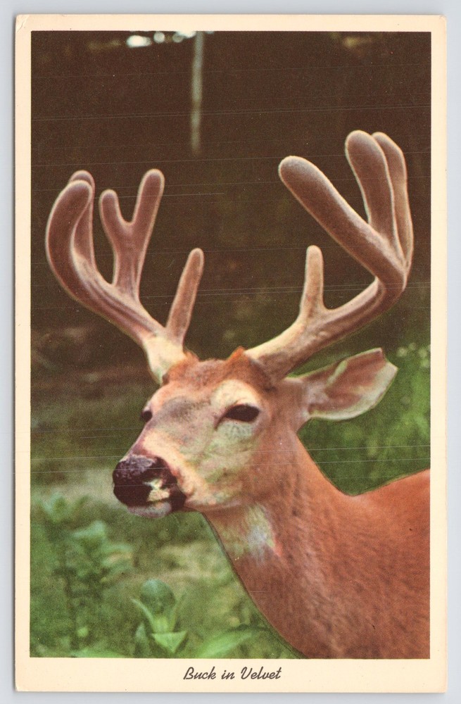 Buck In Velvet~Antlers~Close Up Photo Of Deer~Curteichcolor~Vintage Postcard