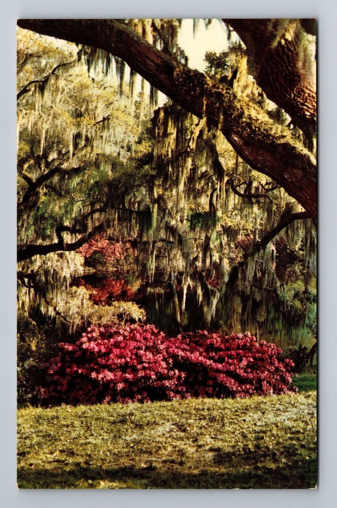 Charleston SC-South Carolina, Middleton Gardens, Flowers, Vintage Postcard