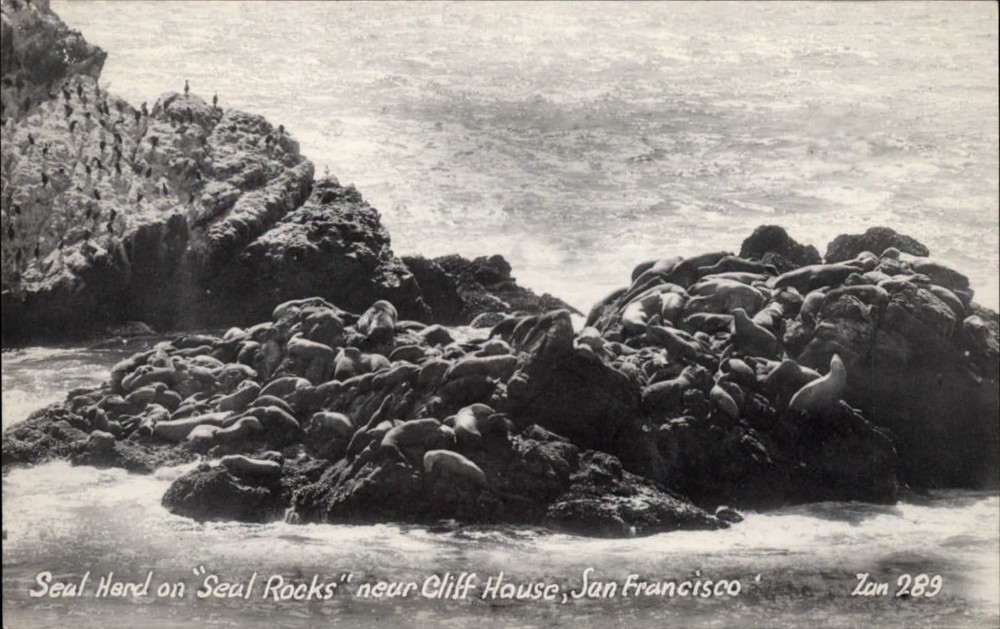 RPPC? Seal Rocks Cliff House San Francisco California ~ real photo postcard?