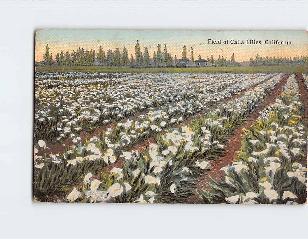 Postcard Field of Calla Lilies California USA