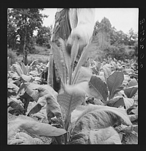 Person County North Carolina 1930s Farm Security tobacco field hillside farm
