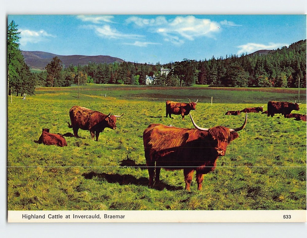 Postcard Highland Cattle at Invercauld Braemar Scotland