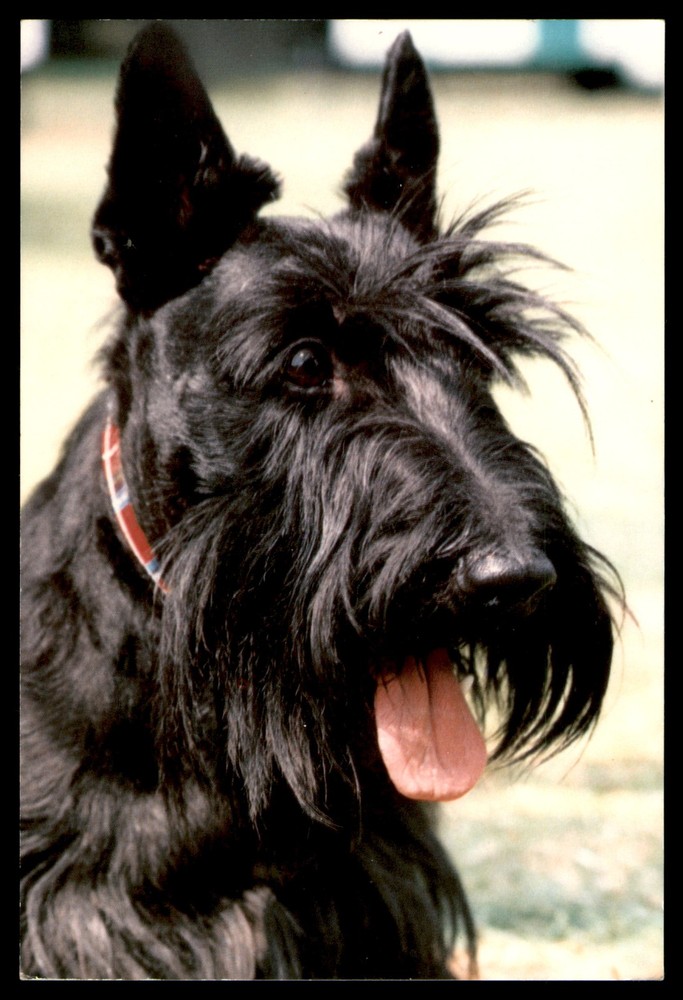 Postcard Black Scottish Terrier Close-Up Portrait
