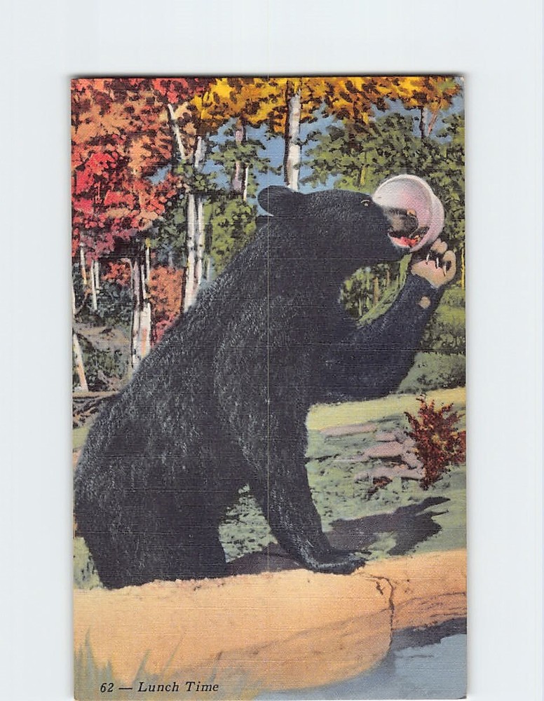 Postcard Lunch Time Big Black Bear Allegany State Park Salamanca USA