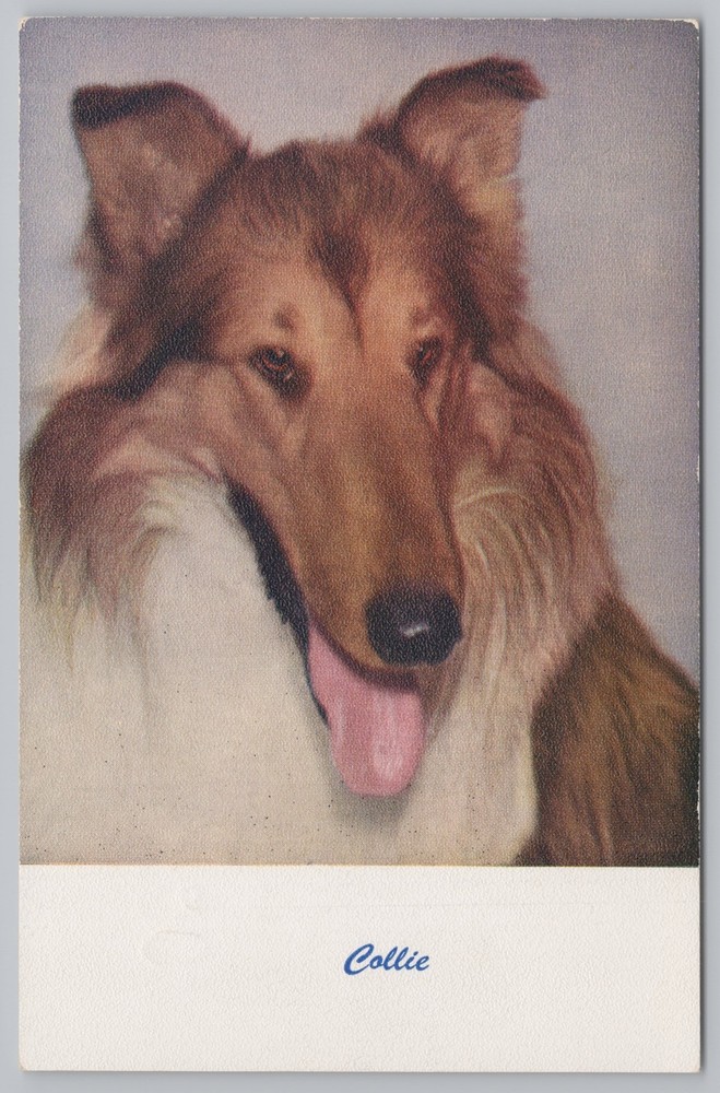 Animal~Collie Portrait~Vintage Postcard