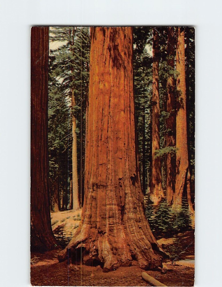Postcard Sequoia Mariposa Grove of Big Trees Yosemite National Park California