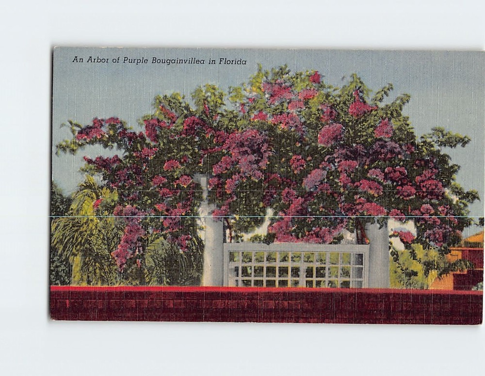 Postcard An Arbor of Purple Bougainvillea in Florida USA