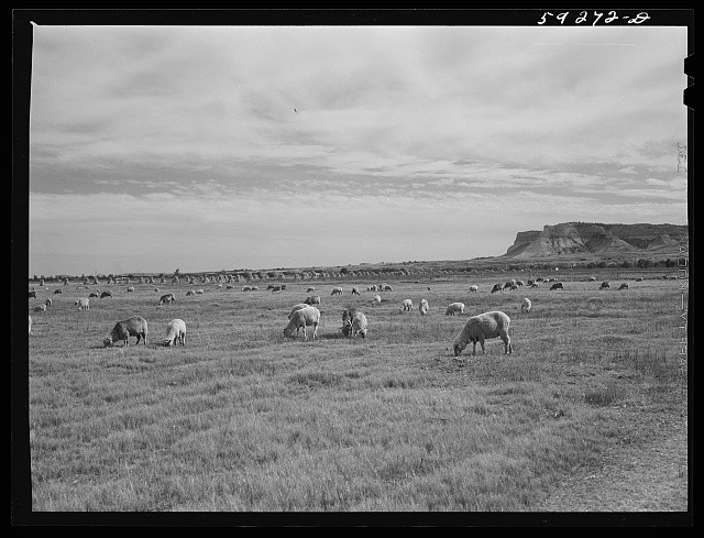 Scottsbluff Nebraska 1941 Sheep Grazing on Irrigated Land North Platte Valley