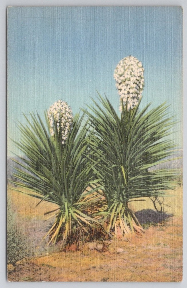 Vintage Spanish Daggers Yucca Desert Plant Curt Teich Postcard 1940s