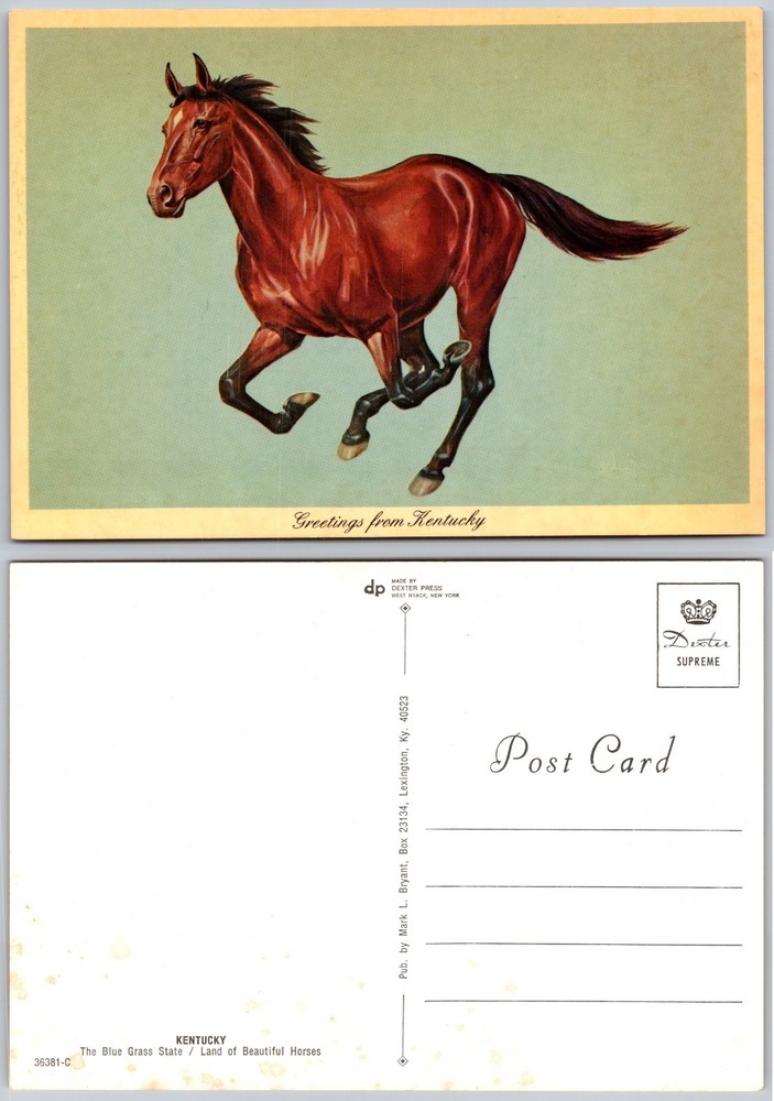 Continental Kentucky Horse Postcard
