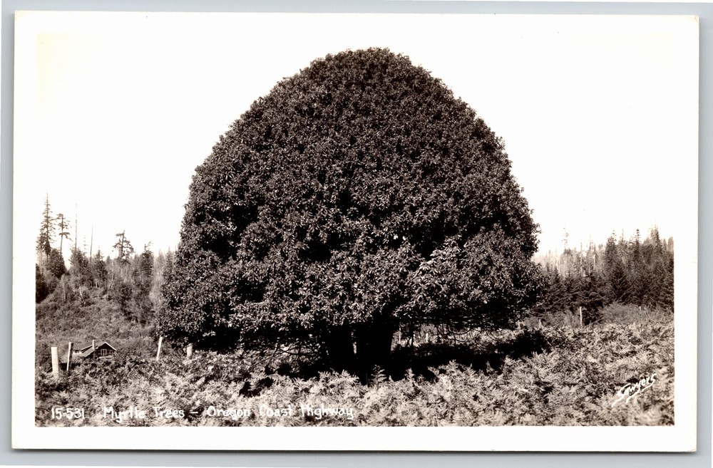 RPPC~Myrtle Tree On Oregon Coast Highway~Real Photo Postcard