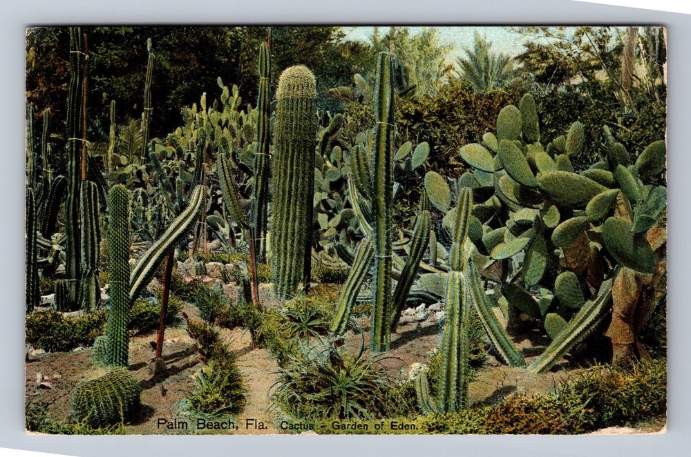 Palm Beach FL-Florida Cactus Garden Of Eden Vintage Postcard