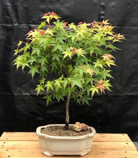 Green Japanese Maple Bonsai Tree Live Plant Dwarf Acer Palmatum Outdoor 17