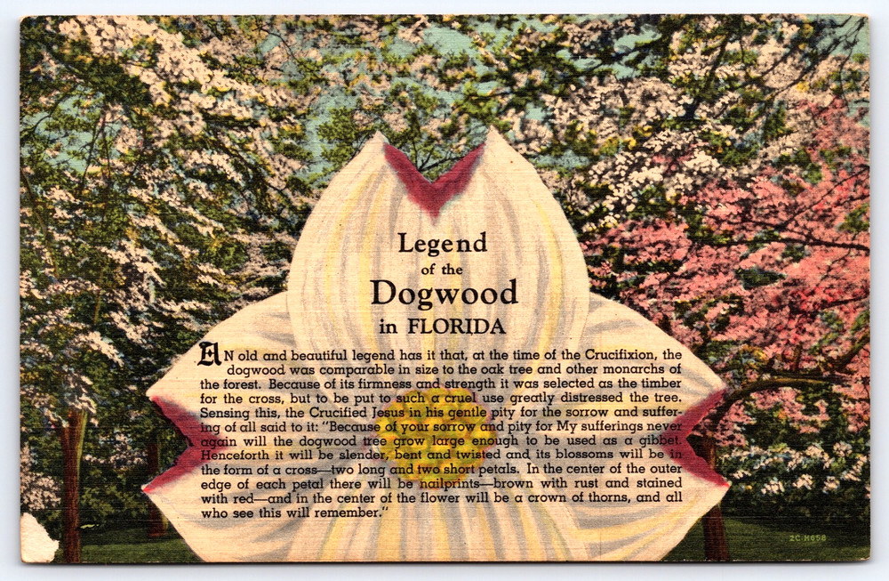 Vintage Old Postcard Legend Of The Dogwood Tree In Florida