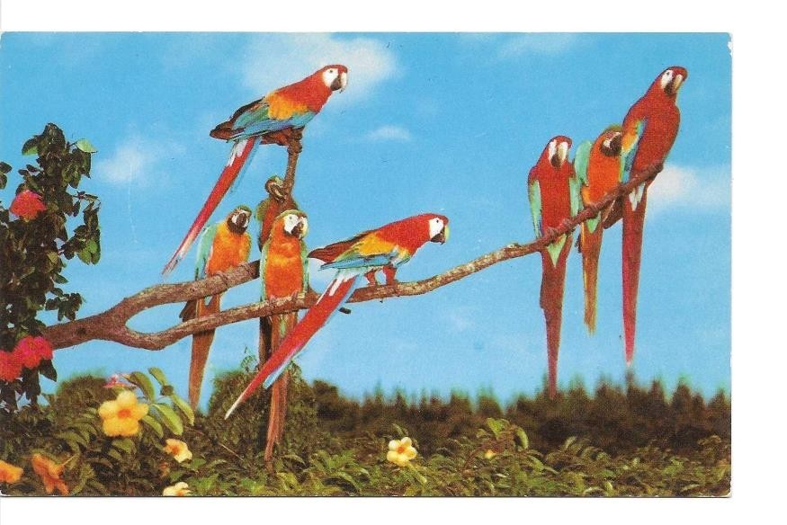 Vintage Chrome Postcard Colorful Macaws Parrot Jungle Miami, FL  013020