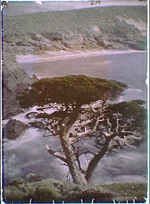 Photo:Carmel Highlands California 1900s Coastline Tree Scenic View