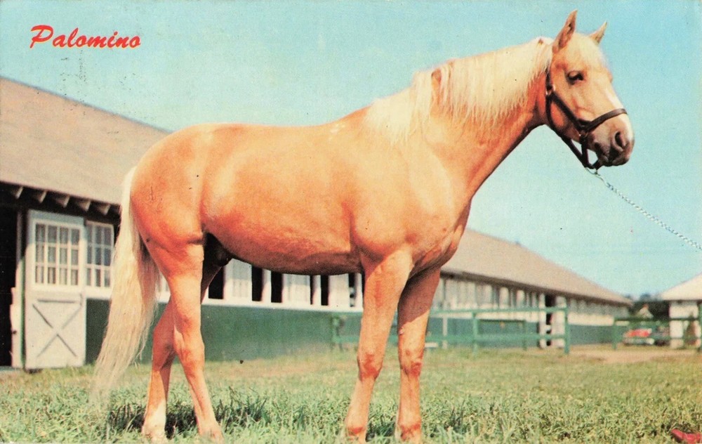 Beautiful Palomino Horse - Postcard