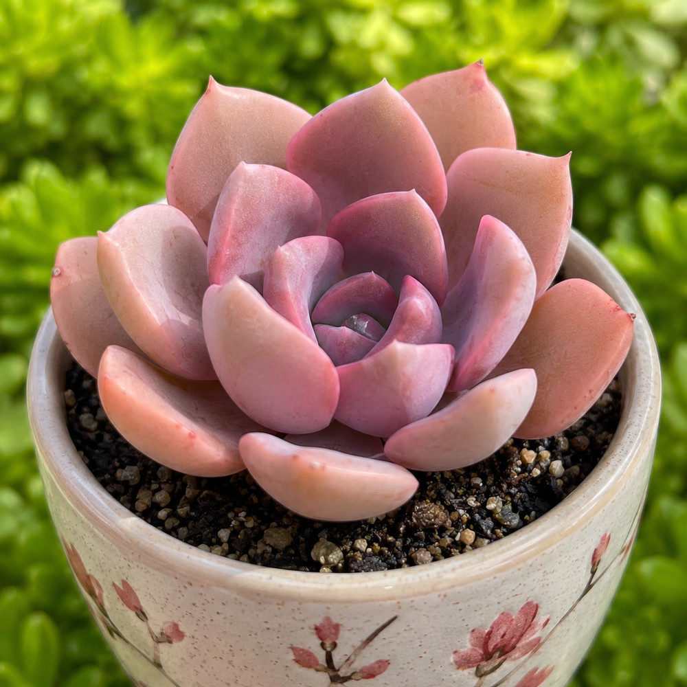 Rare Succulent Graptoveria Debbie Pink Purple Rooted Live Plant 2-Inch Outdoor