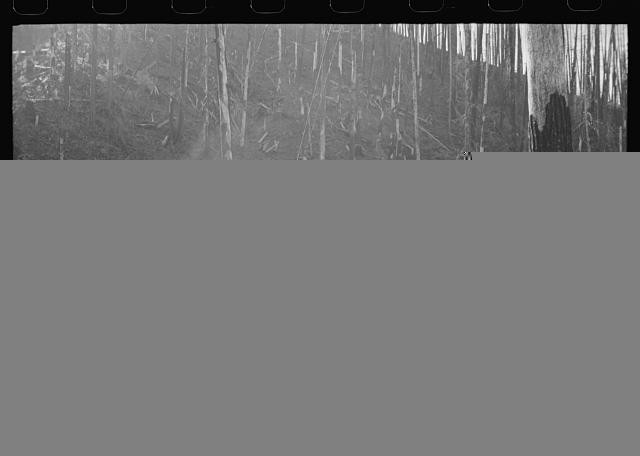 Photo:Tillamook County Oregon 1941 Log Loading Truck Donkey Engine Cables