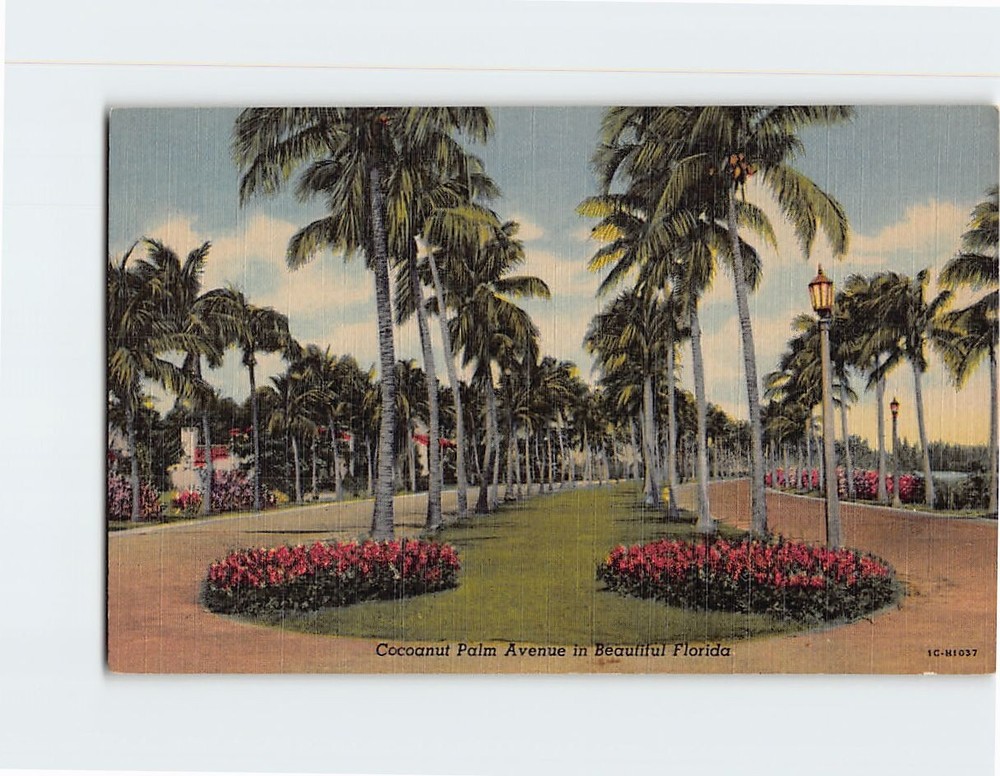 Postcard Coconut Palm Avenue Florida USA