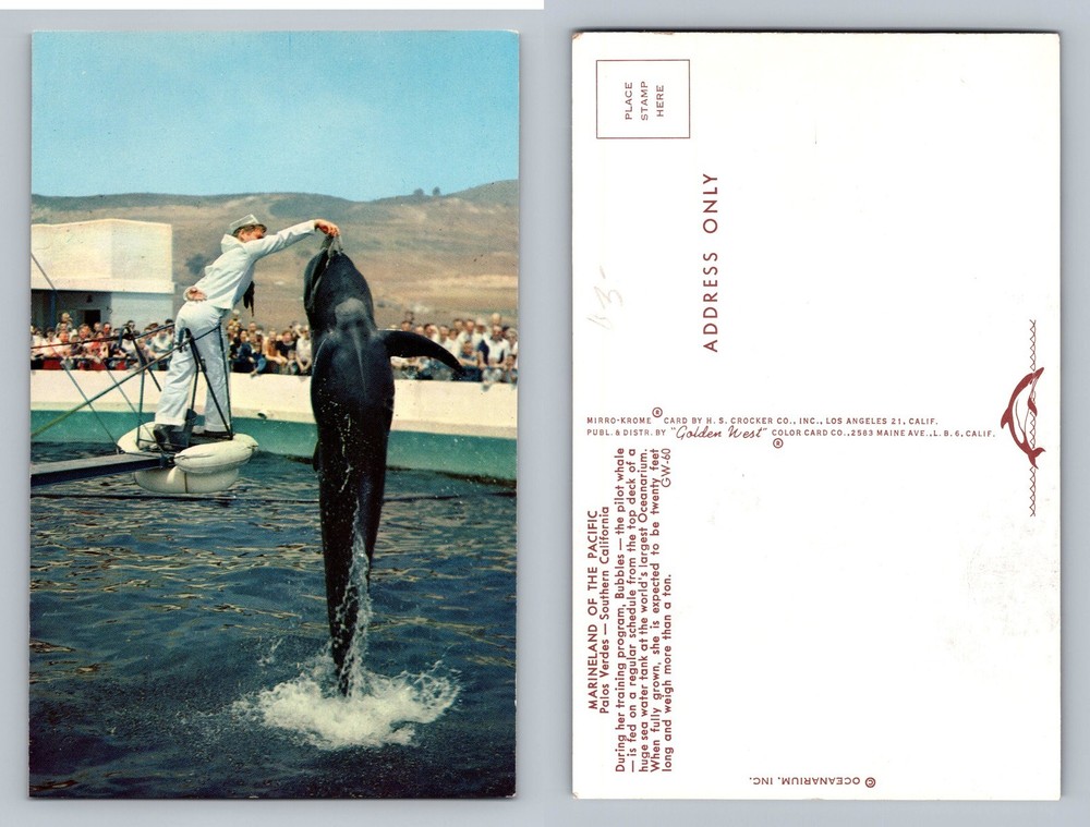 Palos Verdes, CA-California, Feeding Dolphins Marineland PC Vintage Postcard