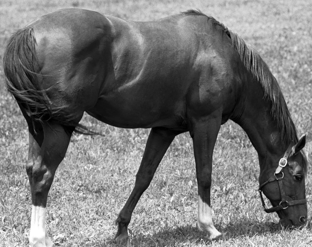 1973 Ron Turcotte Secretariat Claiborne Farm Horse Racing Triplecrown 4x6 PHOT