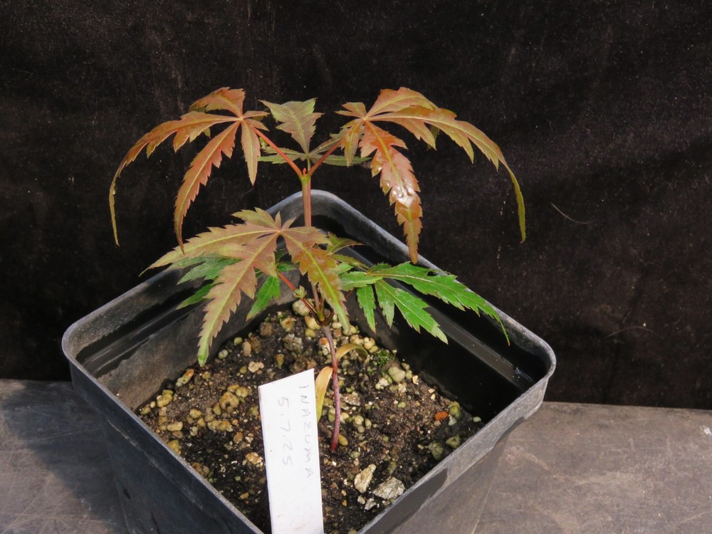 Acer Palmatum Inazuma Thunder Japanese Maple Tree Seedling 2025-image