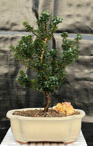 Holly Ilex Bonsai Tree Live Green Japanese Dwarf Pagoda Crenata 13-14