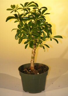 Pre Bonsai Live Hawaiian Umbrella Tree Small Arboricola Schefflera 12