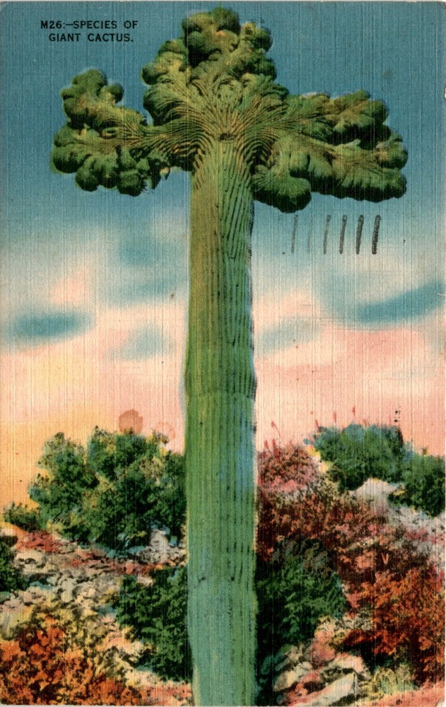 M26, Giant Cactus, Tucson, Arizona, 705 Fast 3rd St, New Postcard