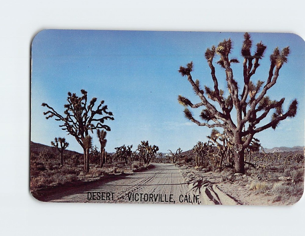 Postcard Joshua Tree (Yucca Brevifolia)