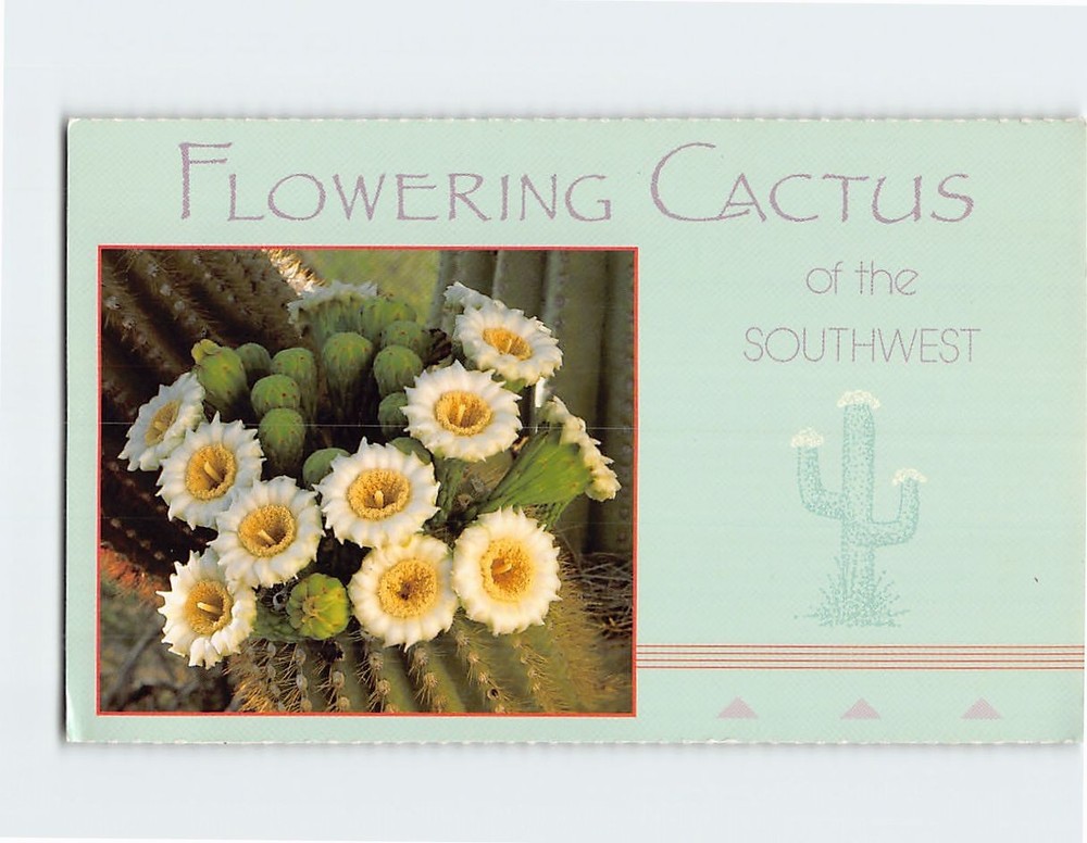 Postcard Flowering Cactus of the Southwest