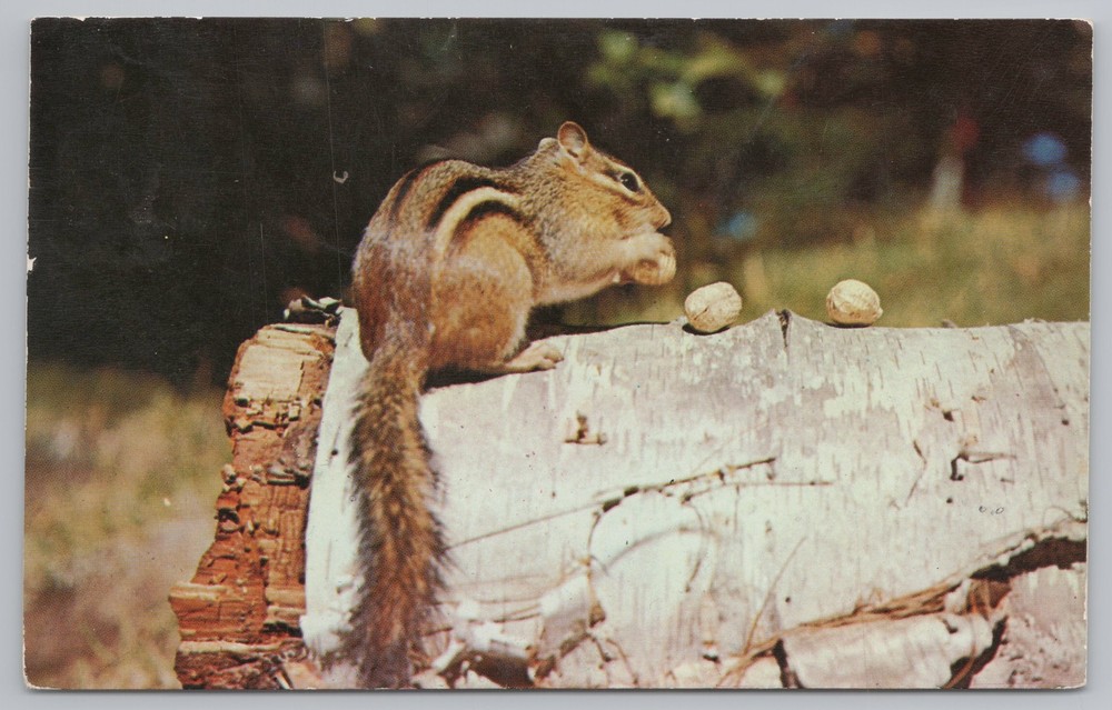 Animal~Squirrel Eating Nuts on Log~Vintage Postcard