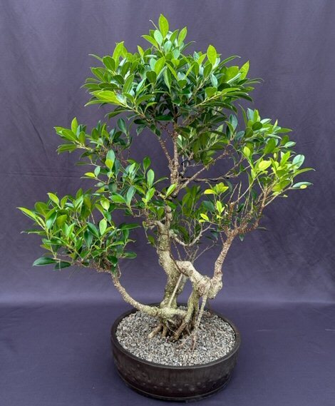 Ficus Retusa Bonsai Tree Live Banyan Fig Curved Trunk Tired Branching Plant 30