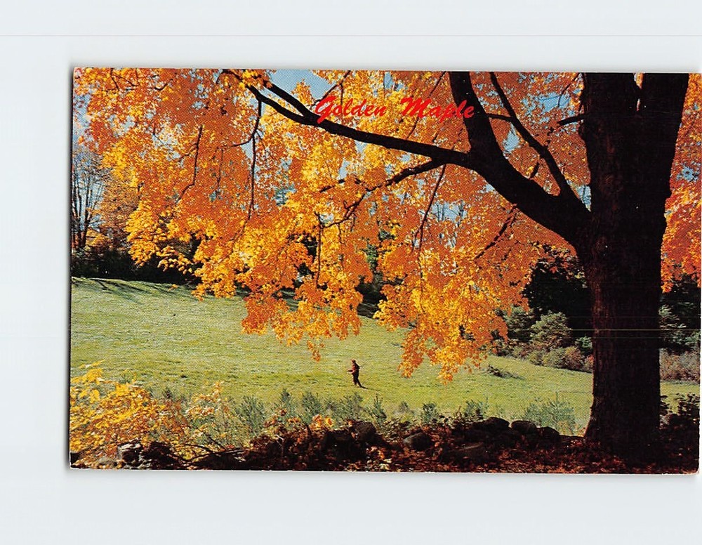 Postcard Golden Maple Greetings from Norway House Canada