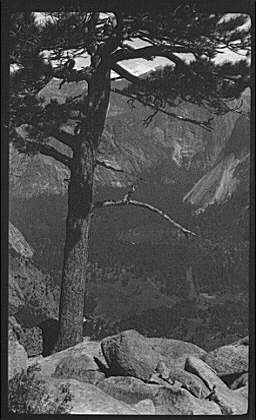 Yosemite National Park California 1900s Mountain Vista Pine Tree View