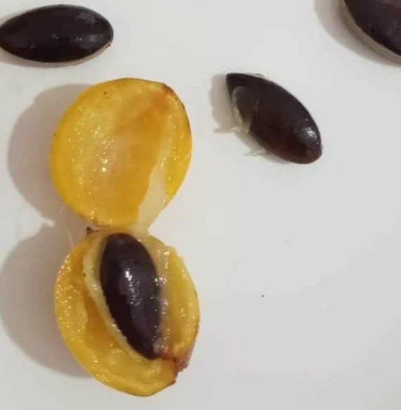 Pouteria sp Abiu Amarella Doce Muido