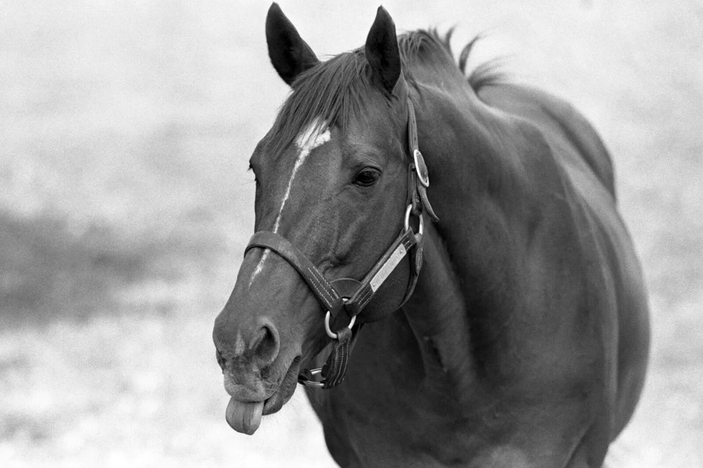 1973, Ron Turcotte Secretariat Claiborne Farm Horse Racing Triplecrown 8x10 PHO