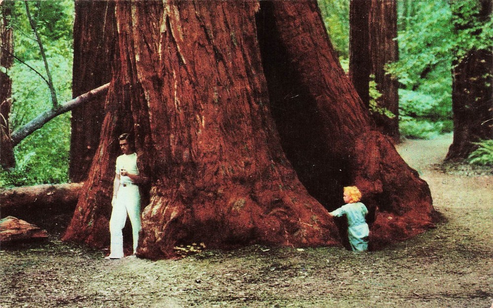 Muir Woods CA California Redwood Giant Sequoia Trees Vtg Postcard E32