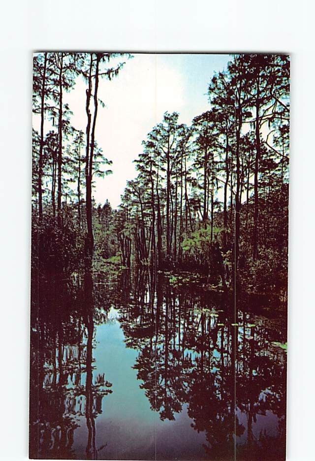 Postcard Okefenokee Swamp Park Waycross Georgia USA