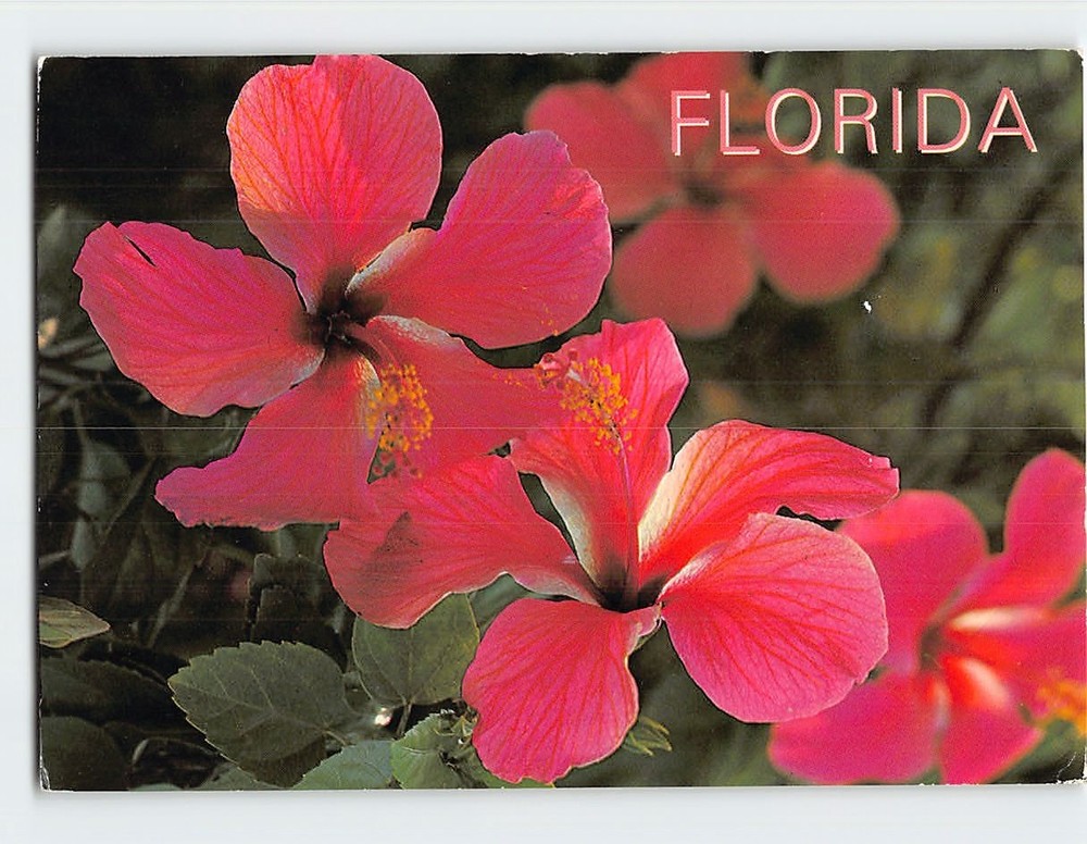 Postcard Hibiscus Flowers Florida USA