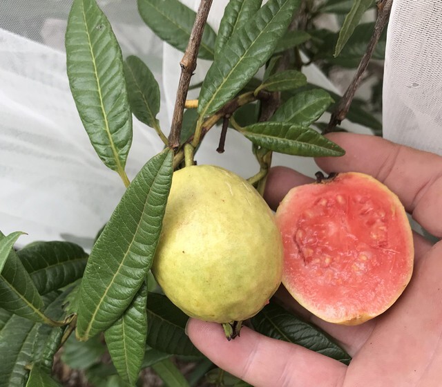 Psidium striatulum - Narrow Leafed Guava