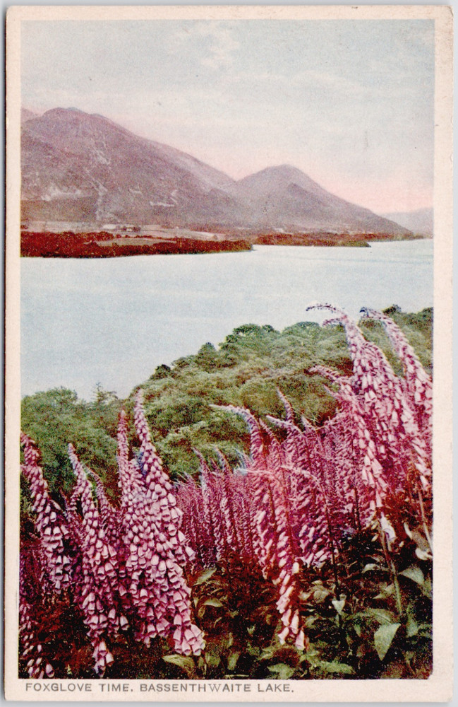 UK England Bassenthwaite Lake Cumbria 1910 Foxgloves Digitalis Flowers Postcard