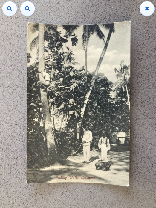 Picking Water Coconuts Carte Postale Postcard