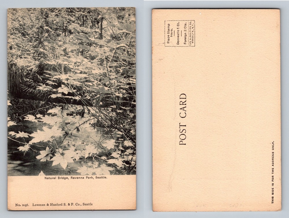 Seattle, WA-Washington, Natural Bridge Ravenna Park Woodland Vintage Postcard
