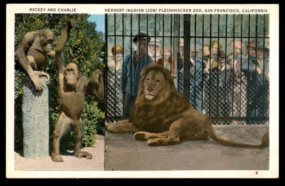 Postcard Fleishhacker Zoo Lions & Orangatans, San Francisco CA