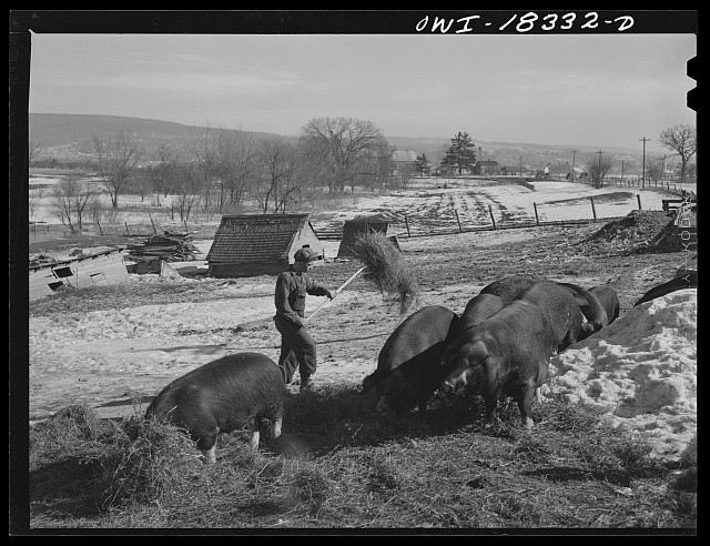 Photo:Harvey G Berthold feeding hogs Colby Farm Wisconsin 1943
